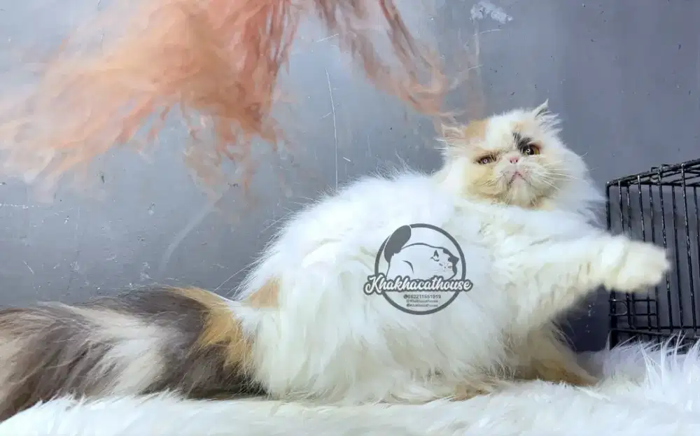 Peaknose betina proven