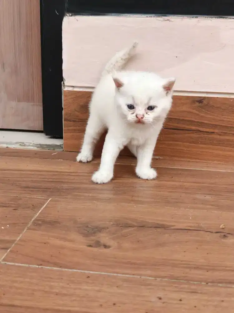 Kitten bsh open booking