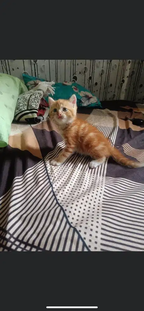 Kitten mixdome jantan