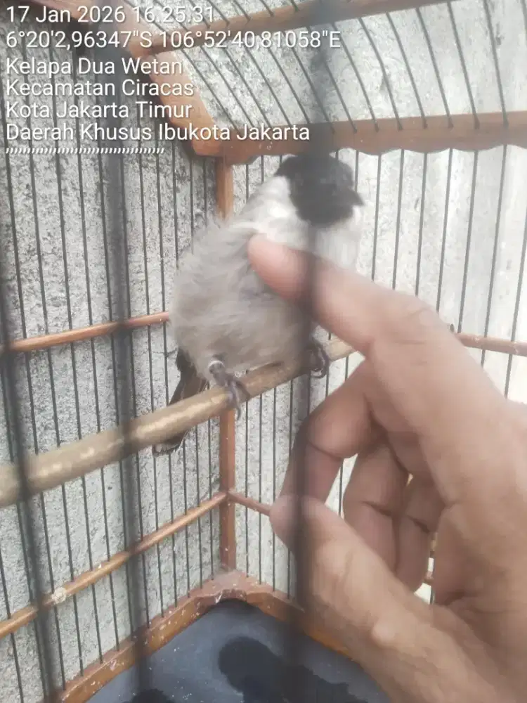 Burung kutilang jinak banget pakai ring
