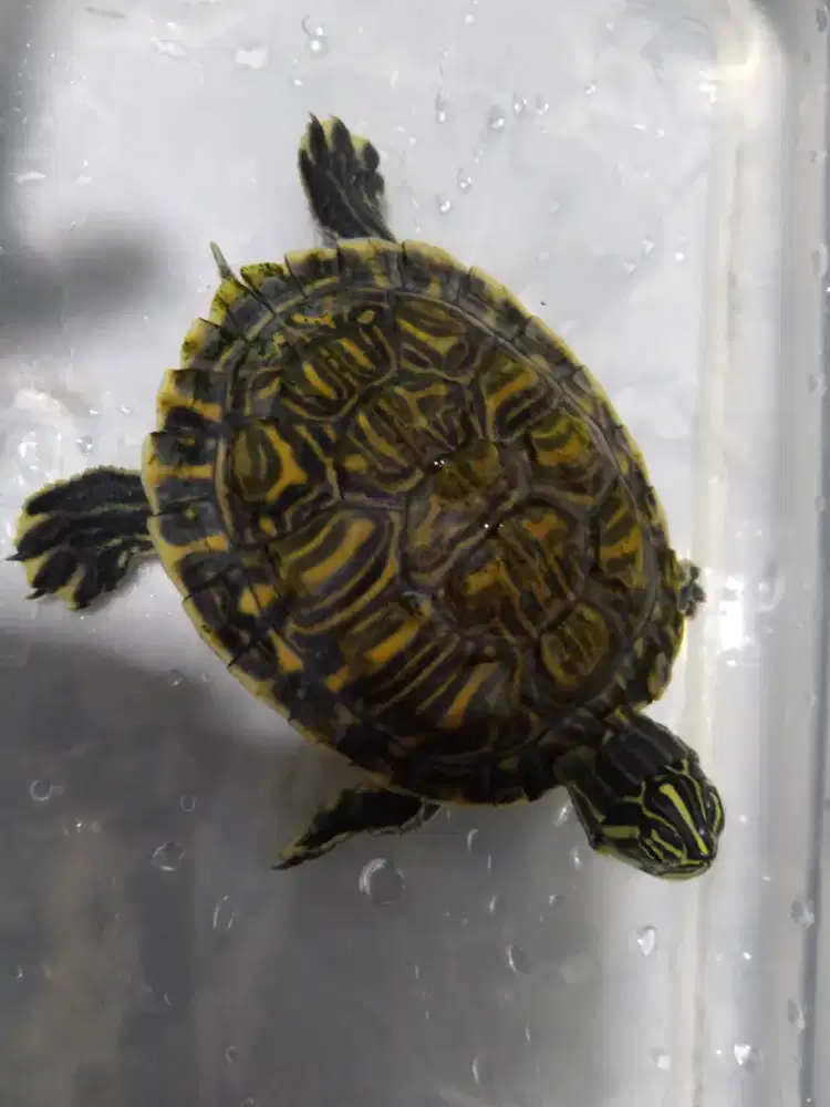 Kura Kura PeninSula cooter