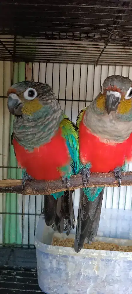 Indukan crimson proven