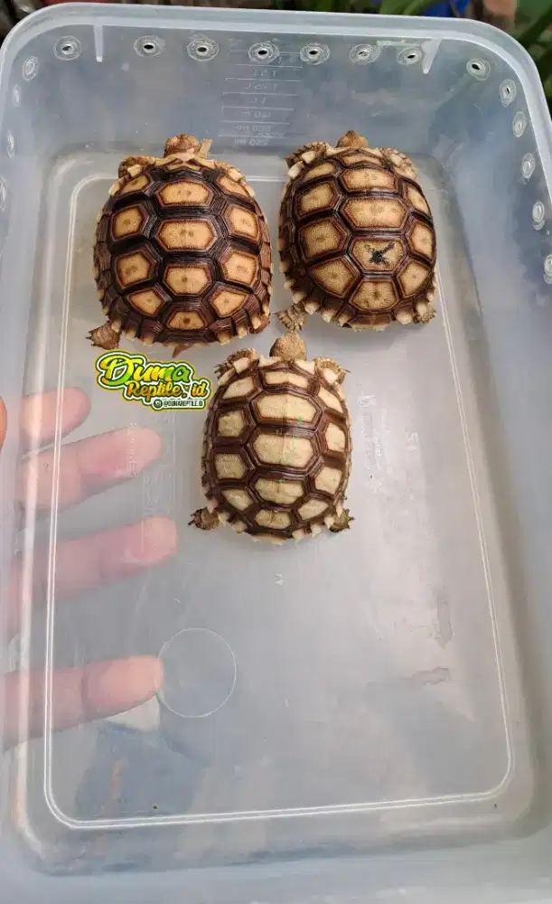 Sulcata 3 ekor ready