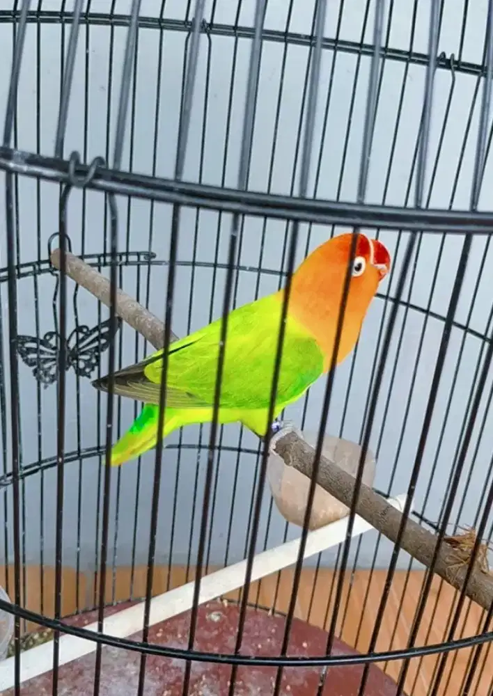 Burung Lovebird green Betina