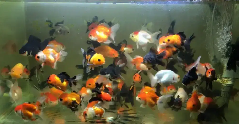 Ikan koki oranda panda trico rw dan ranchu size 7-9