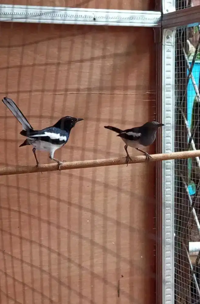 Jual Kacer udah produksi 2 x sehat dan gacor