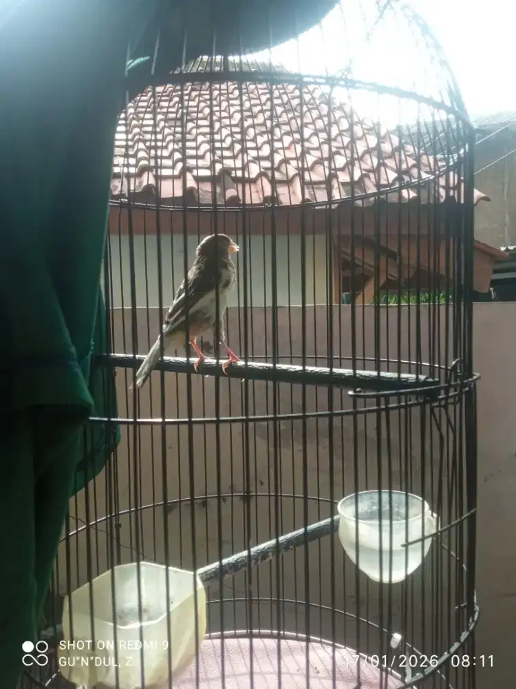 Kenari lokal bodi big