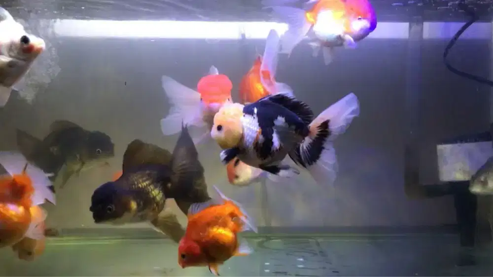 Ikan oranda rw panda dan black gold serta ranchu size 12-15cm