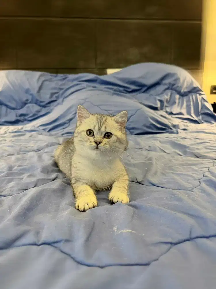 Kucing British Shorthair Silver Tabby FEMALE BSH SF