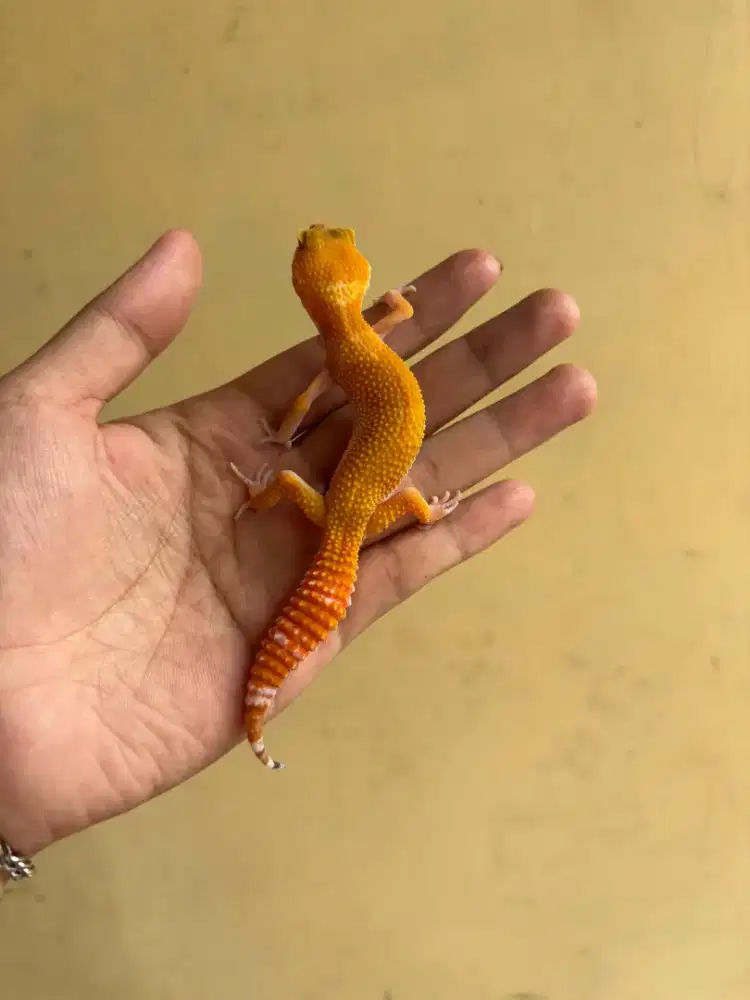 leopard gecko cerah