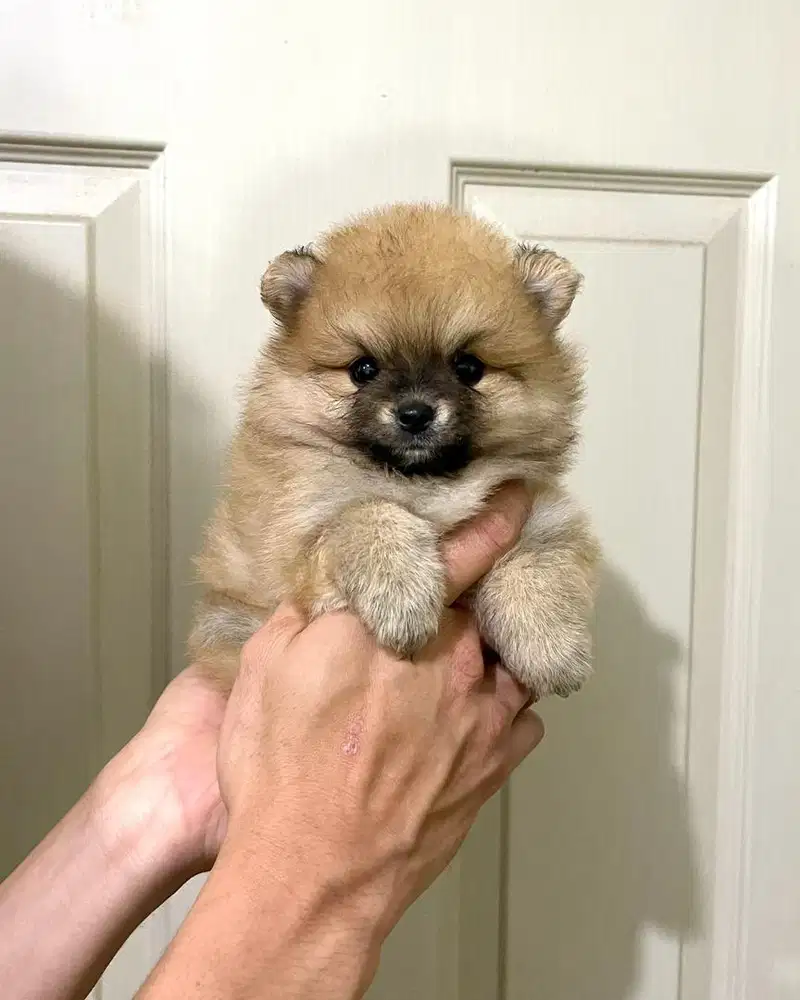 Super minipom betina
