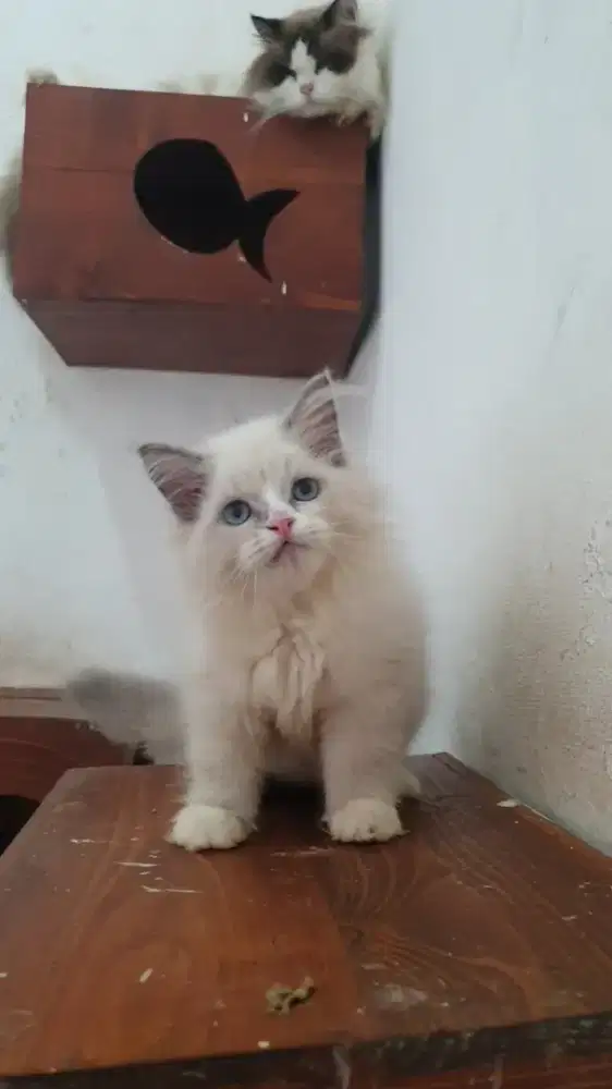 Kitten Ragdoll Blue Bicolour