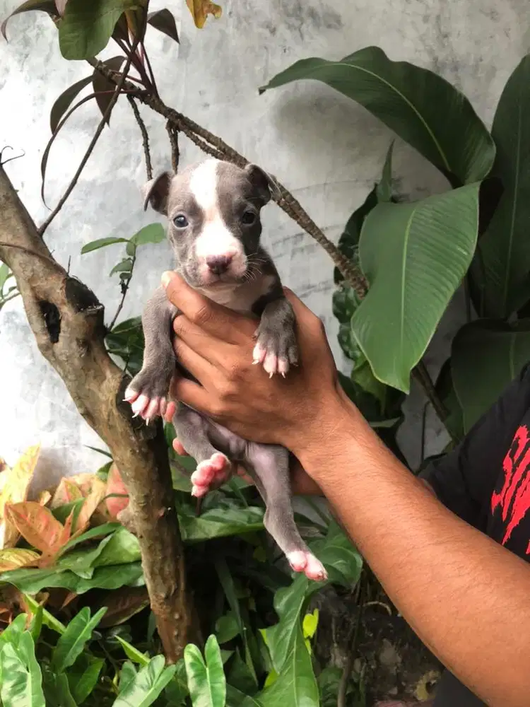 Pitbull puppy terrier