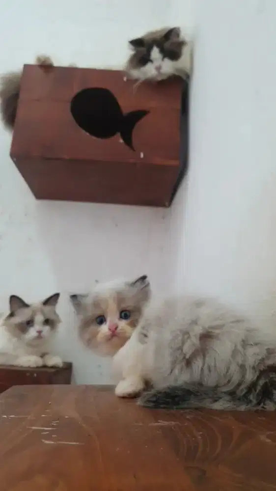 Kitten baby Ragdoll Seal Bicolour