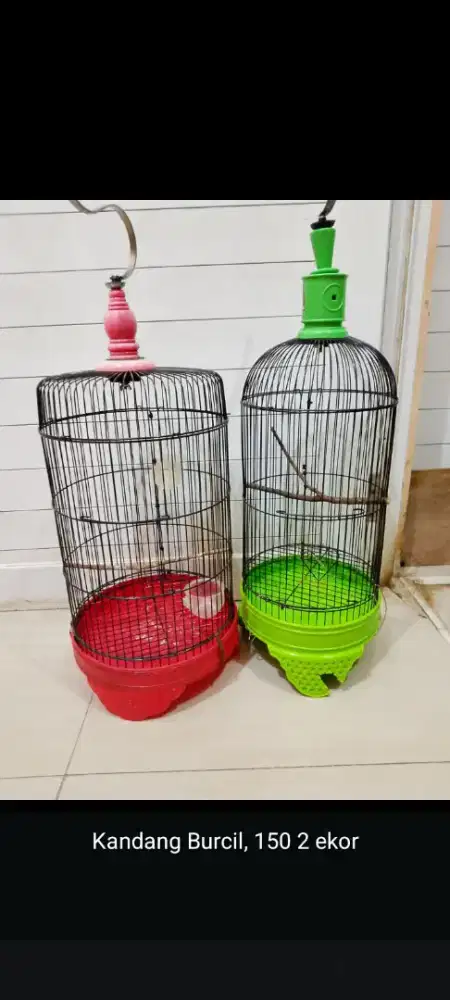 Kandang Pleci dan LB