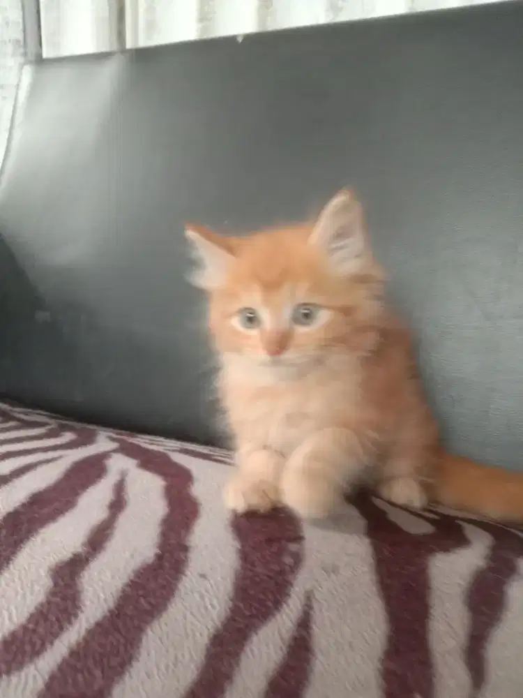 Kucing Angora jantan