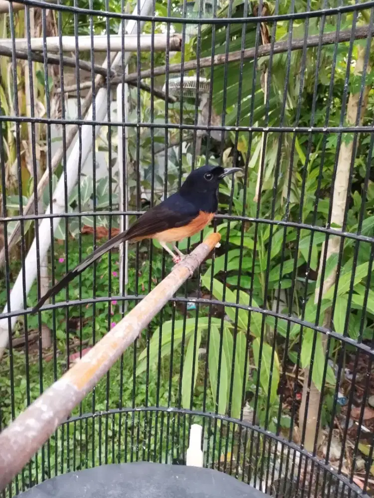 Murai pastol dorong ekor.