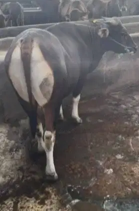 sapi bali 400kiloan siap sapi qurban terbaik 2026 bisa dicicil manteb