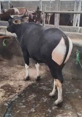 sapi bali 400kiloan siap sapi qurban terbaik 2026 bisa dicicil manteb