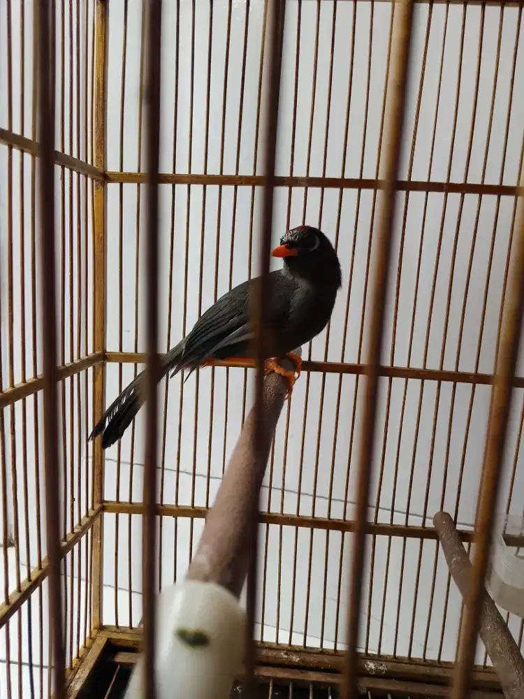 Poksay Mandarin FS lokasi cimahi