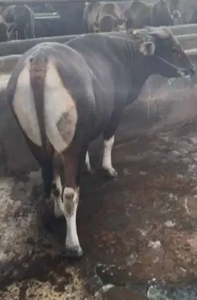 sapi bali 400kiloanUP siap hewan qurban terbaik 2026 bisa dicicil puas