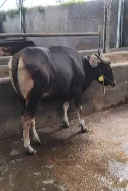 sapi bali 400kiloanUP siap hewan qurban terbaik 2026 bisa dicicil puas