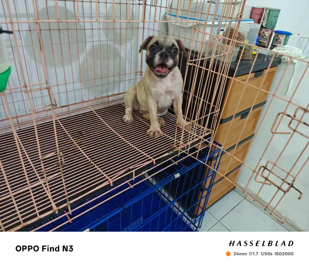 anakkan French Buldog