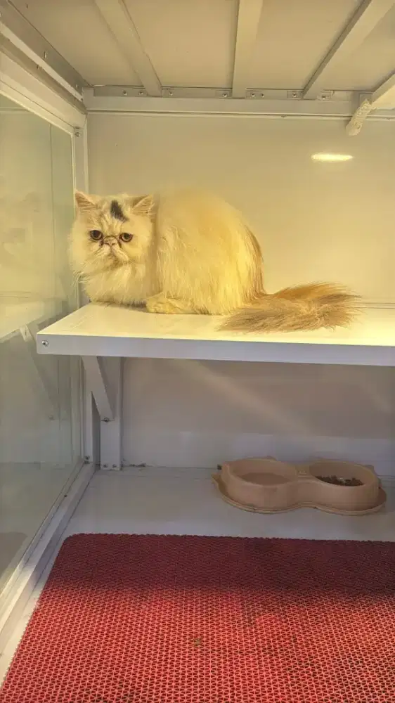 Kucing peaknose pesek jantan dan betina murce