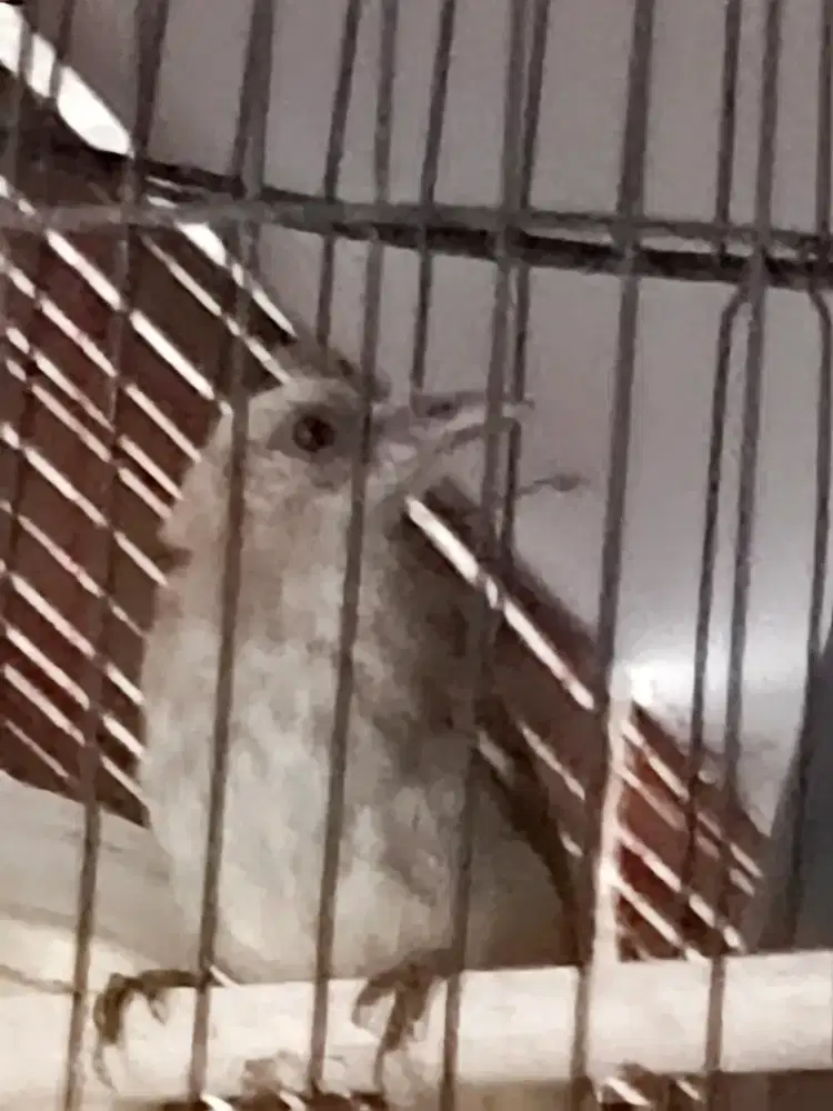 Jual burung pemakan pur dan nextar