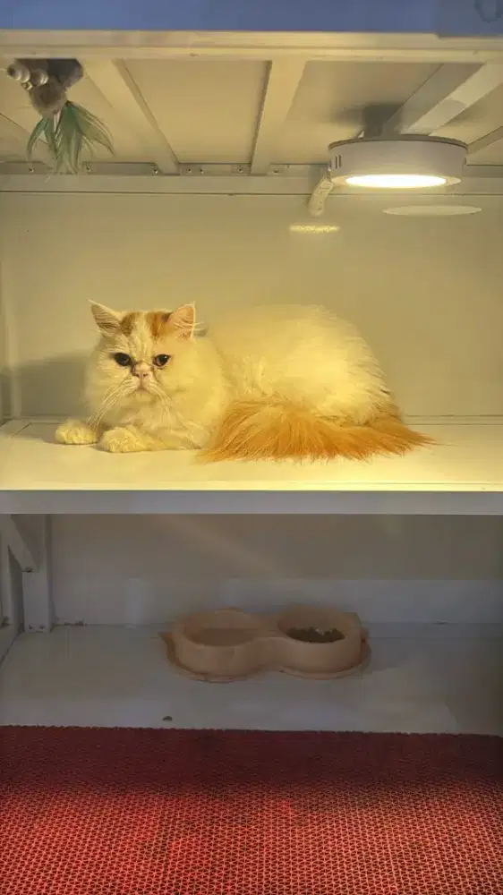 Kucing persia Longhair 4 bulan