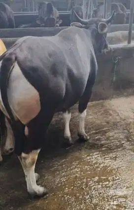 sapi bali 400kiloanUP siap hewan kurban 2026 bisa dicicil/bln rawatan