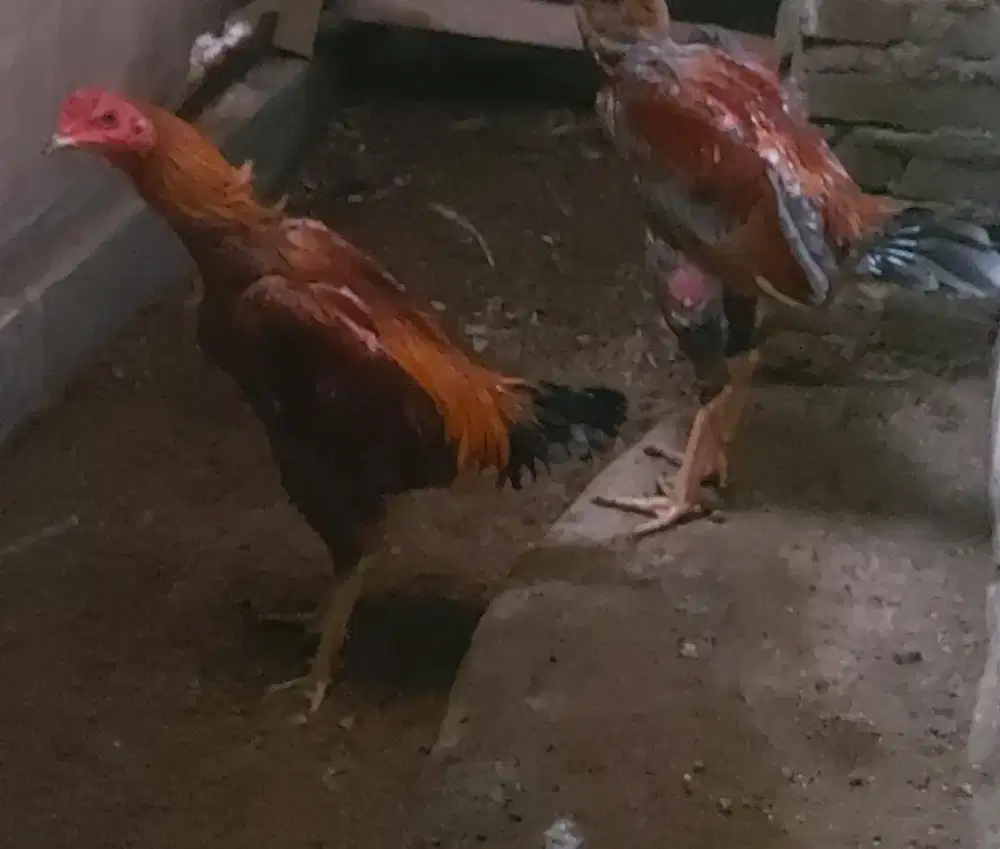 Ayam Mangon Tomat jr silang Tomat BL