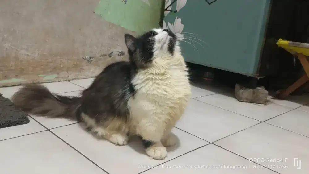 Kitten Jantan Munchkin