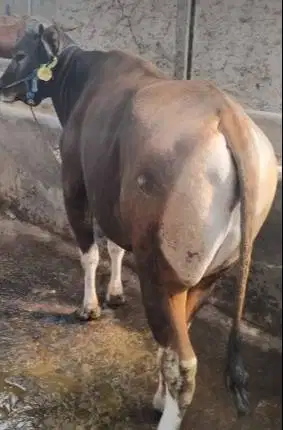 sapi qurban 400kiloan ras sapi bali 2 tahunan bisa dicicil kurban 2026