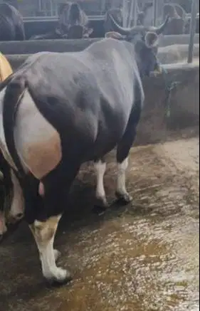 sapi qurban 400kiloan ras sapi bali 2 tahunan bisa dicicil kurban 2026