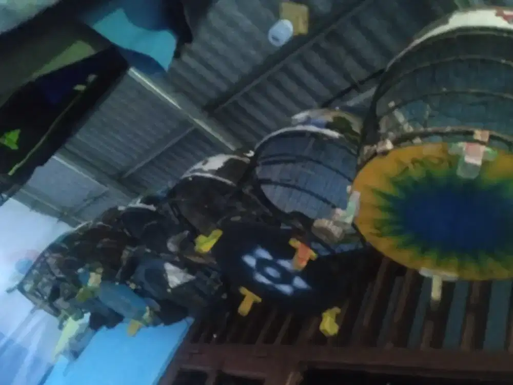 Burung perkutut lokal ful set sangkar