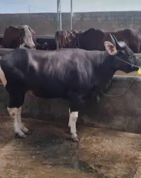 sapi kurban 400kiloan ras sapi bali 2 tahunan bs dicicil qurban 2026