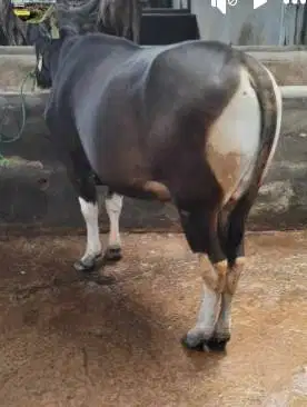 sapi kurban 400kiloan ras sapi bali 2 tahunan bs dicicil qurban 2026