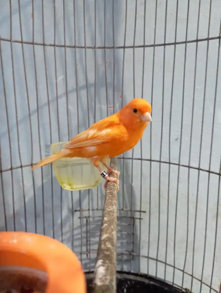 Burung kenari merlok jantan mapan