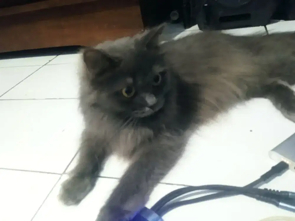 Kucing Persia 7 BLN jinak lucu