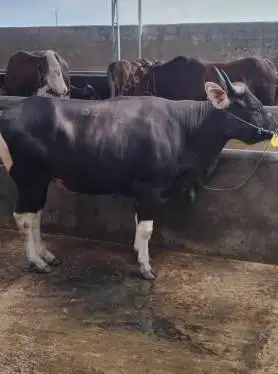 sapi qurban 400kiloanUP ras sapi bali siap kurban 2026 bs dicicil/bln