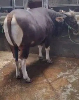 sapi qurban 400kiloanUP ras sapi bali siap kurban 2026 bs dicicil/bln