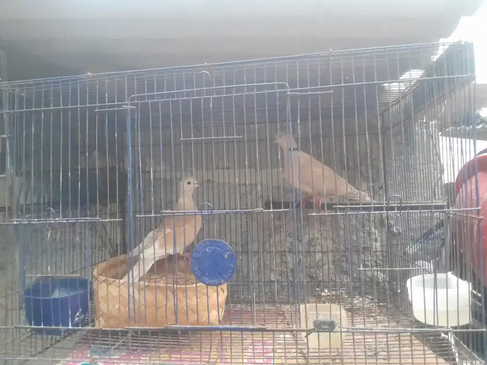 1 pasang puter pelung