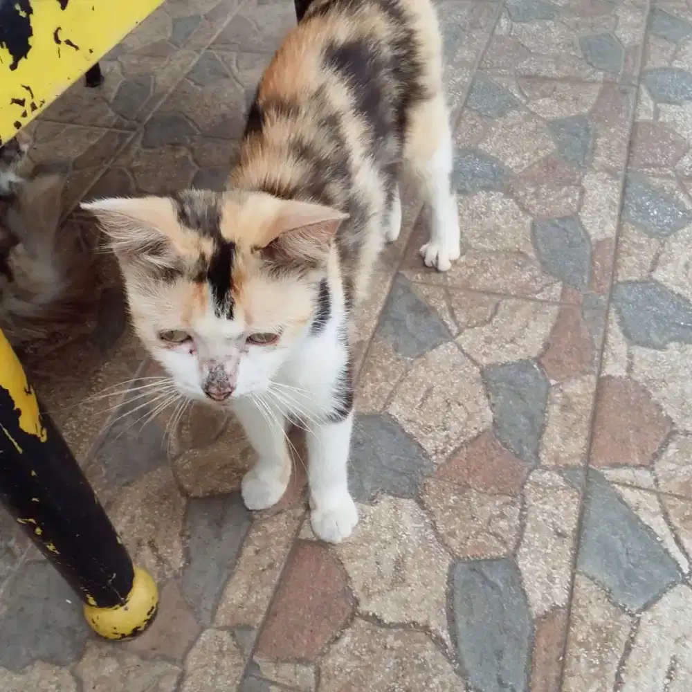 KUCING BETINA & 2 KITTEN MIXDOME