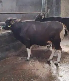 sapi bali 400kiloanUp siap qurban 2026 bs dicicil/bln rawatan kandang