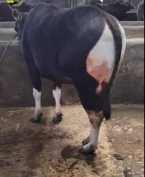 sapi bali 400kiloanUp siap qurban 2026 bs dicicil/bln rawatan kandang