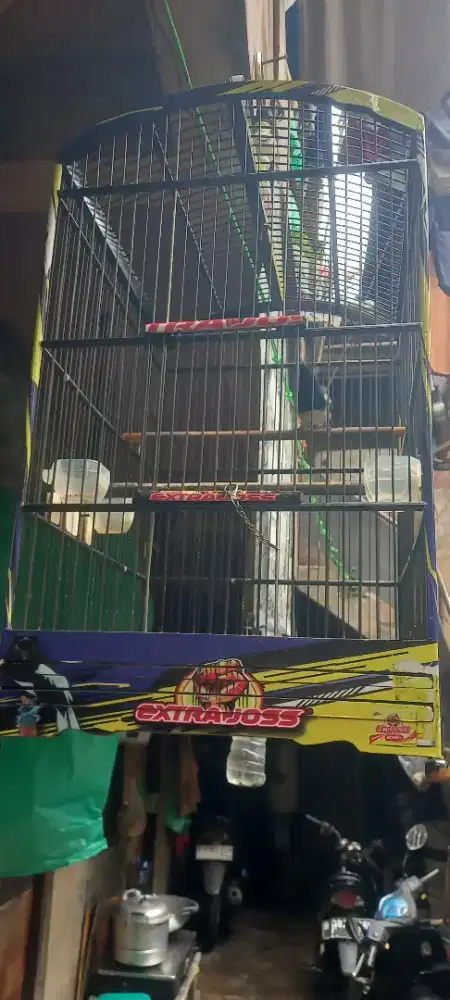 Burung kacer gacor fullset sama kerodong