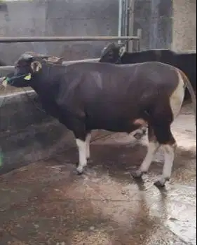 sapi bali 400kiloanUP siap sapi qurban 2026 bs dicicil/bln rawatan top