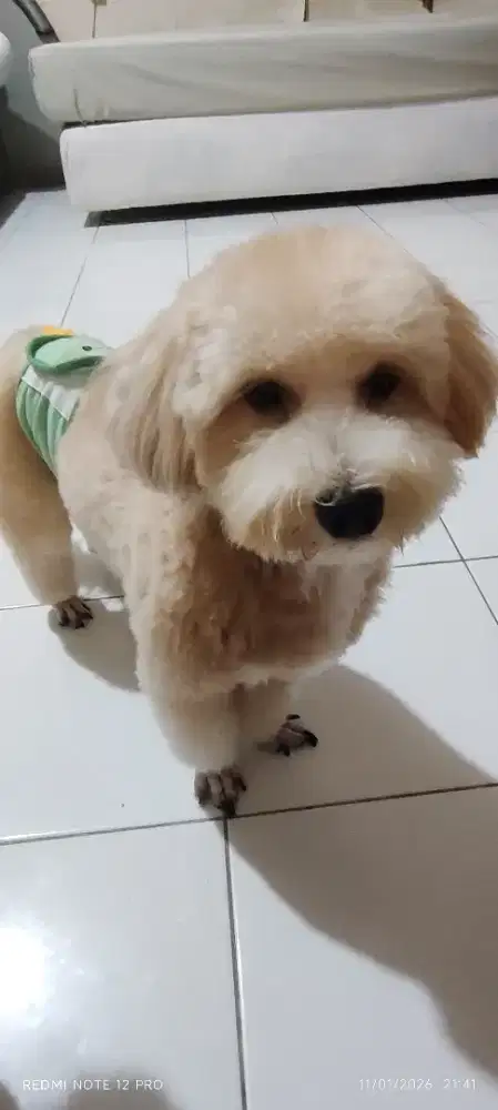 Maltipoo usia 1,5tahun