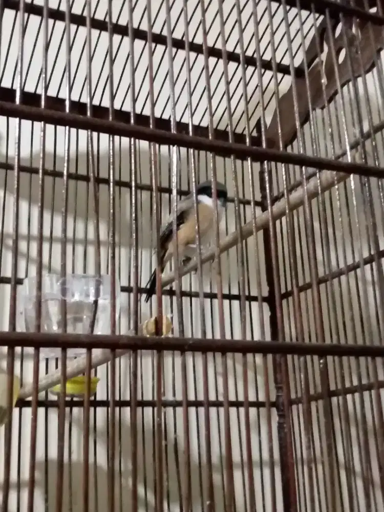 Pentet pilis pastol jinak